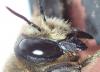 Megachile willughbiella